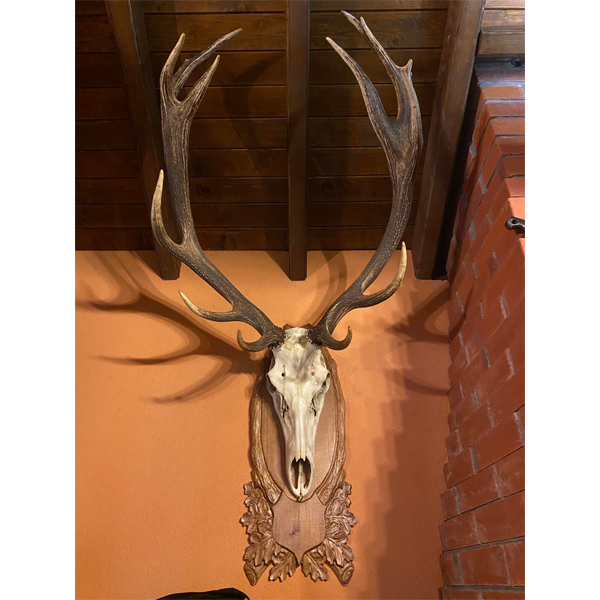 Holder for hunting trophy - Model  11