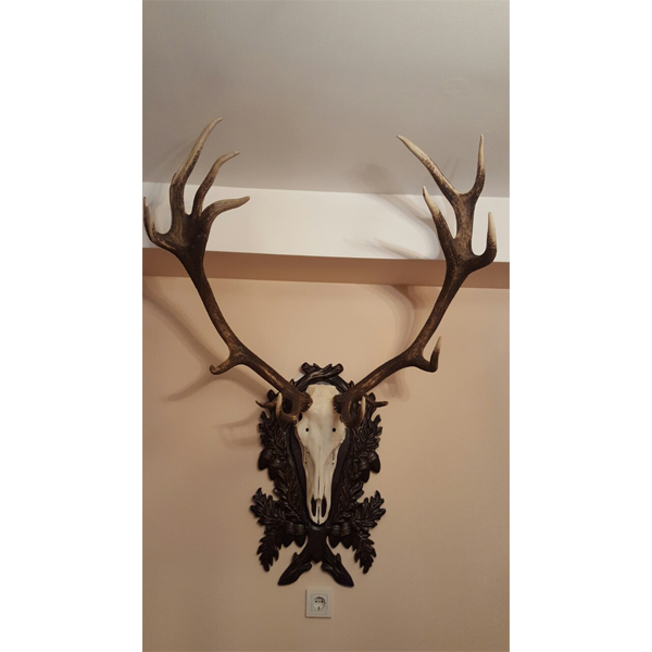 Wood-carved Holder for hunting trophy - Model  1